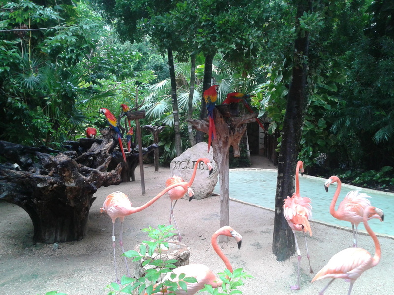 nature, zoos, parks, flamengos, 2K, birds, animals, scarett