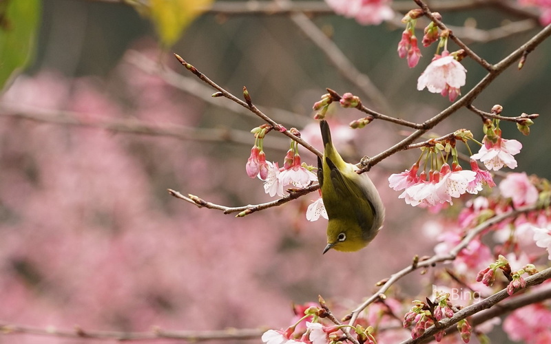 flowering plant, 1080P, cherry tree, branch, eines, pink color, twig, no people, growth, focus on foreground, flower, japanbrillenvogel, vulnerability