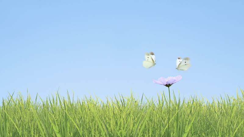 butterflies, region, kanto, art, animals, 1080P, Butterfly, hd, x, japan