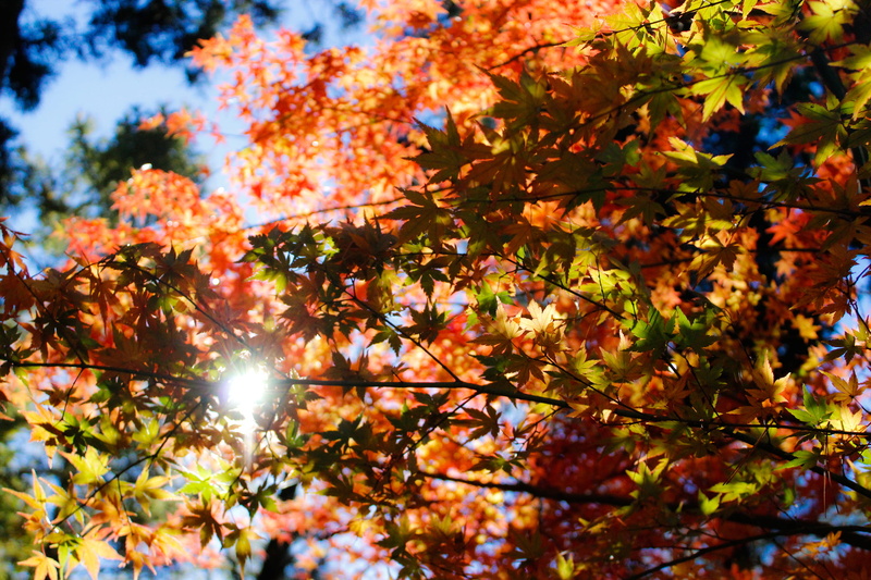 sky, branch, massa, no people, tree, jerome, day, maple tree, daytime, tranquility, maple, clear, skies, leaf, outdoors, growth, beauty in nature, orange