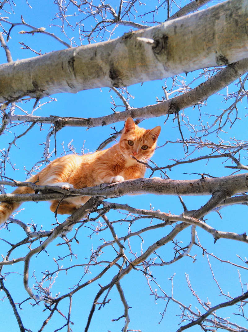 vertebrate, orange, hunt, sky, mammal, domestic Cat, plant, paw, stuck, domestic, outdoors, tabby, feline, fur, no people, 2K, animal wildlife, daytime