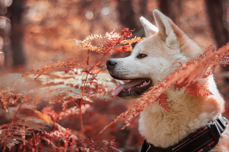 leaves, autumn, fern, face, dog, collar, language, portrait, forest, Shiba inu, background, nature, Shiba, Park, 2K, profile, bokeh