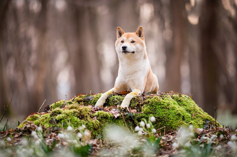 lies, bokeh, 1080P, spring, moss, Park, Shiba, snowdrops, puppy, Shiba inu, stump, background, paws, log, flowers, face, look, blurred, forest, nature
