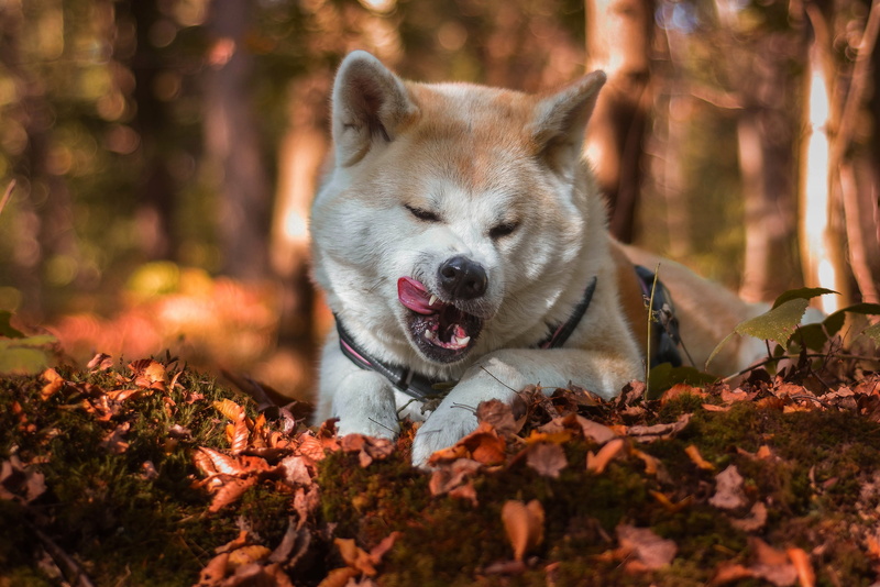 Shiba, nature, the expression, licked, Park, leaves, forest, dog, lies, face, autumn, pose, 2K, frowns, mouth, language, Shiba inu, bokeh, light