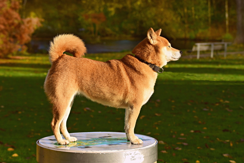 pets, shiba inu, animal themes, 4K, focus on foreground, collar, standing, field, full length, tail, one animal, plant, animal, fur, dog, domestic animals