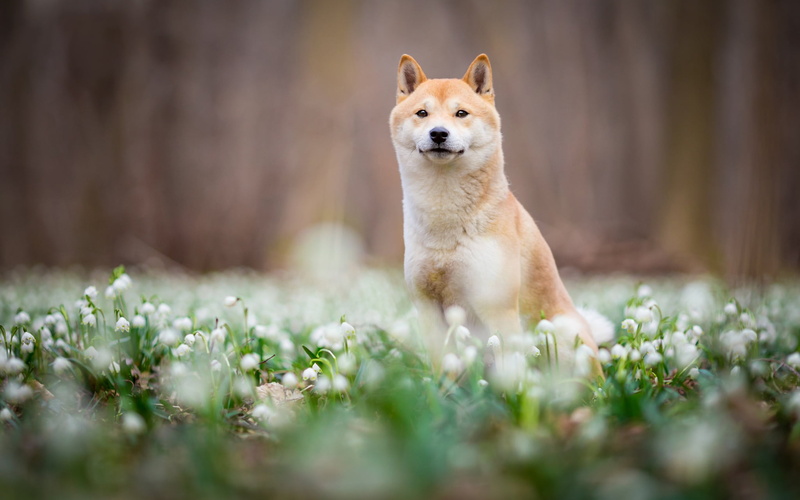 face, sitting, nature, mood, Shiba, handsome, look, dog, Shiba inu, flowers, background, 1080P, glade, Park, walk, puppy, spring, snowdrops, blur