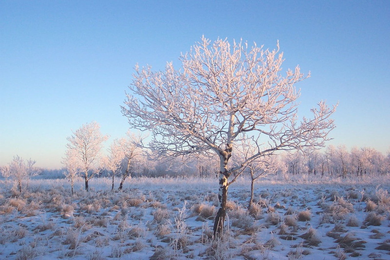 tranquil scene, branch, solitude, frost, cold temperature, winter, cold, ice, 720P, nature, bare tree, grya, no people, beauty in nature, trees, grass