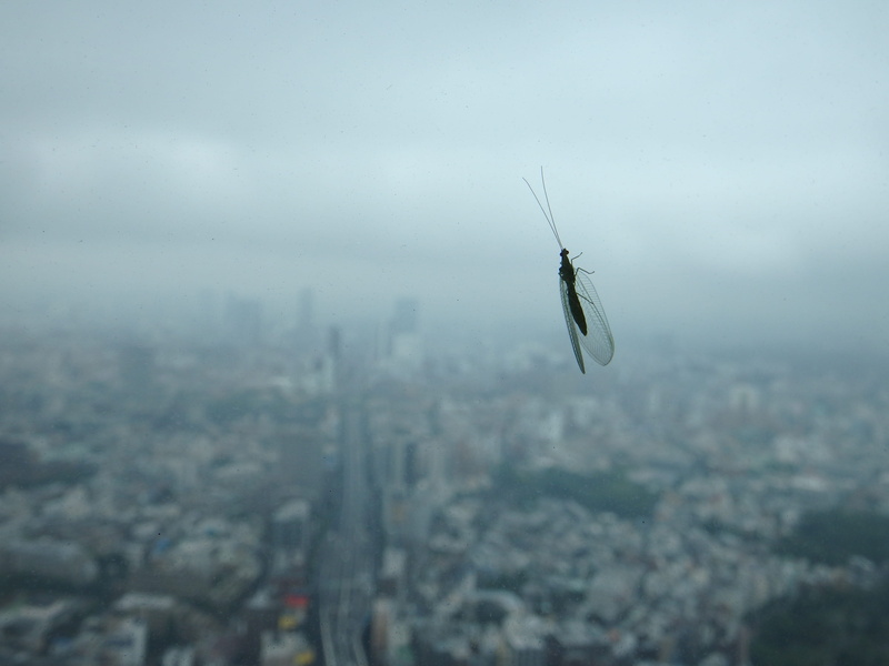 4K, nature, no people, insect, day, minato, one animal, outdoors, fog, animal, sky, wings, natural, japan, bug, cityscape, roppongi, architecture, buildings