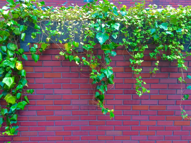 light rain, back on the road, plant part, outdoors, the vine, image, fence, minato-ku, aoyama, built structure, creeper plant, freshness, minami-aoyama