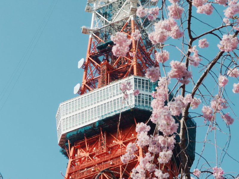 japan, tree, built structure, crane - construction machinery, industry, outdoors, day, flower, cherry, building, clear sky, blossom, sky, pink
