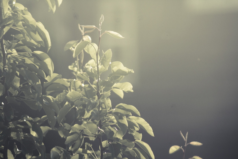 summer, June, plant part, nature, beauty in nature, freshness, close-up, leaves, no people, focus on foreground, outdoors, leafed, sunset, 5K, sunlight