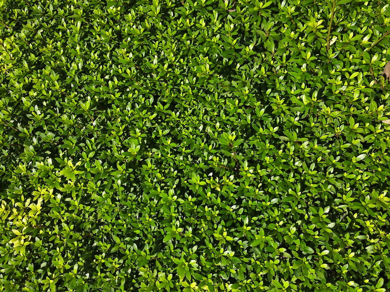 green, summer, field, city, pattern, foliage, minato-ku, lush foliage, flower bed, leafed, plant part, full frame, outdoors, leaf, tokyo, bill, 2K, plant