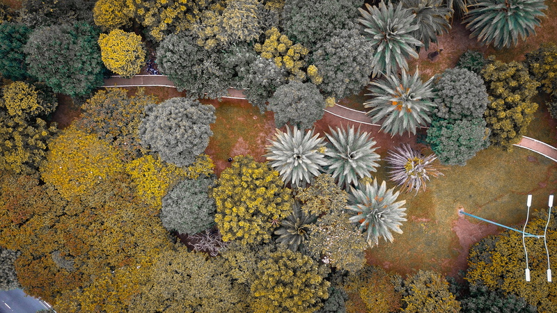 outdoors, gravel, road, apiaceae, nature, beauty in nature, flower head, rug, tree, dirt road, growth, av. cidade jardim, bush, inflorescence, flowering plant