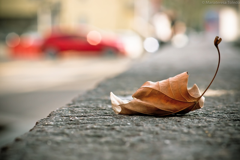 photograph, leaf, 4K, T* 1, Planar, città, withered, foglia, Sony, focus, selective focus, selective, alfa, automobili, nature, La
