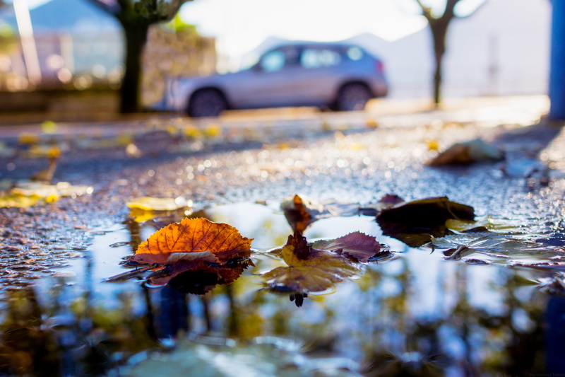 selective focus, city, brown, leaf, photography, sole, Toledo, selective, il, focus, Sony  NEX-7, autumn, 5K, città