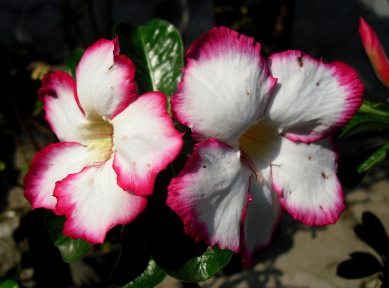 tropic flowers, fragility, jawa, beauty in nature, adenium, freshness, pink color, garden, no people, springtime, 2K, blossom, outdoors, day, flowering plant