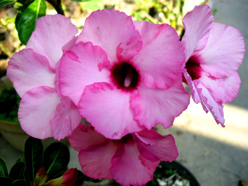 plant part, bunga, tropical, adenium, vulnerability, close-up, tropic flowers, outdoors, 4K, garden, inflorescence, nature, freshness, jawa, no people