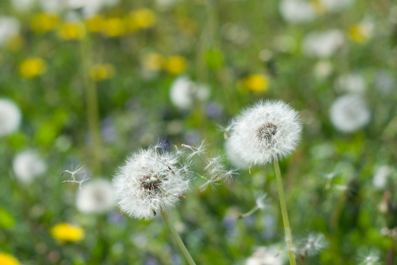 dandelion, wind, field, 花, inflorescence, outdoors, focus on foreground, green, close-up, 2K, day, flower head, flowering plant, beauty in nature, no people
