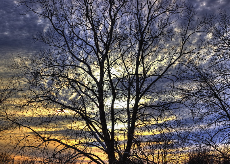 tree, trunk, sky, sturgell, cloudy skies, backgrounds, cloudy sky, tree trunk, golden, urbana, branch, blue sky, landscape, countryside, champaign county