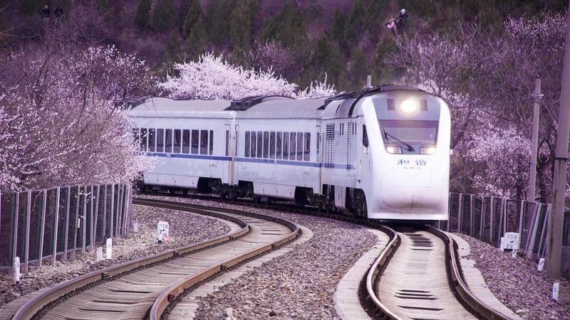 no people, public transport, transport, flower, growth, transportation, japan rail pass, railroad car, spring, nature, vehicle, track, purple, public transportation