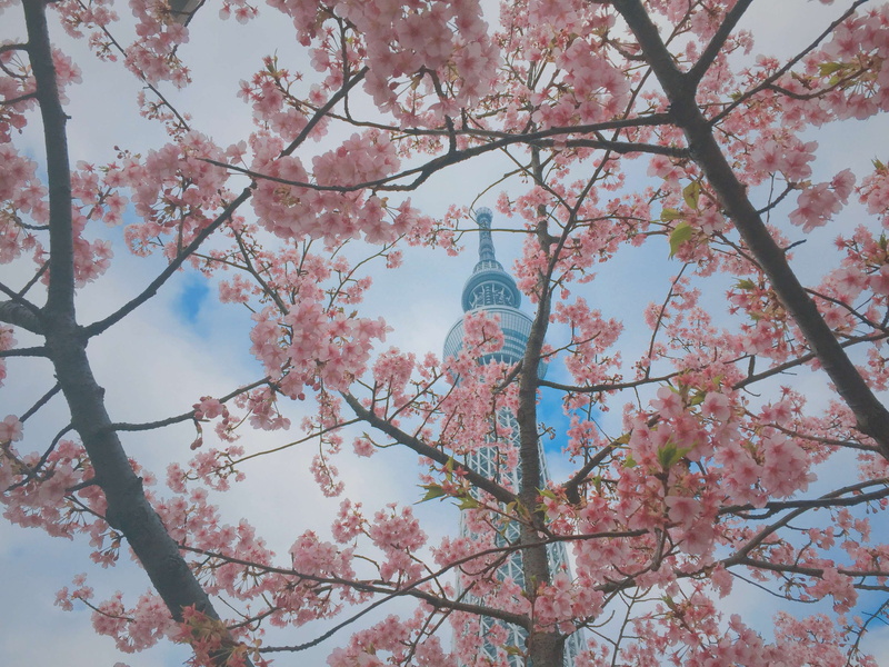 cherry blossoms, branch, sky, nature, built structure, low angle view, architecture, blossom, beauty in nature, tree, fragility, no people, freshness, 2K