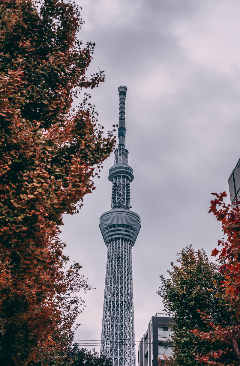 buildings, tower, gray, japan, office building exterior, tokyo, tree, skyscraper, tokyo skytree, global communications, autumn, rain, travel, city, spire