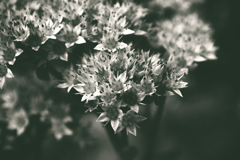 4K, inflorescence, nature, beauty, petal, leaf, bright, stadt park, plauen, growth, blossom, vulnerability, flowering plant, focus on foreground, fragility