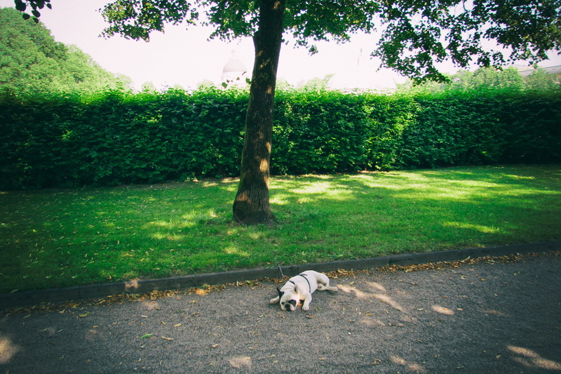 funny, bayern, unhappy, green, park, dog, location, city, sun, sight, europe, tree, domestic, towns, town, grass, one animal, shadows, pets, garden, nature