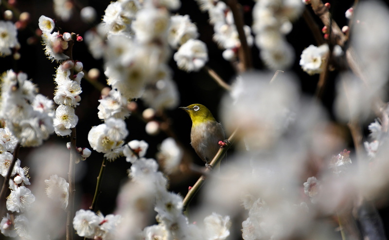 Imperial, Nature, japanesewhiteeye, close-up, Flower, white color, no people, Palace, blossoms, mume, prunusmume, animal, outdoors, animals in the wild