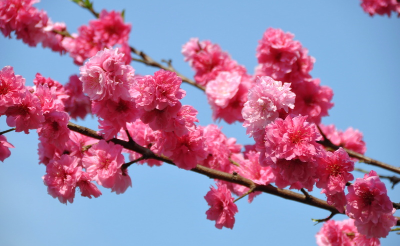Nature, springtime, Spring, cherry blossom, plant, Tokio, low angle view, pink color, Peach, nikon, plum blossom, Flowers, tree, koganei, outdoors, Flower