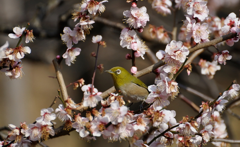 tree, springtime, 2K, fragility, one animal, theimperialpalace, flower head, vulnerability, blossoms, mume, Palace, beauty in nature, vertebrate, Japan