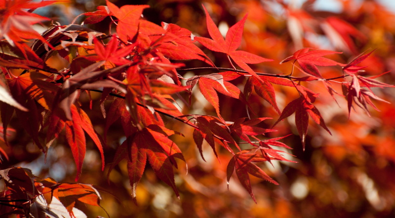 focus on foreground, autumn collection, 2K, shinjuku, shinjukuku, branch, Nature, Spring, close-up, gyoen, Orange, Landscape, day, Tokyo, natural condition