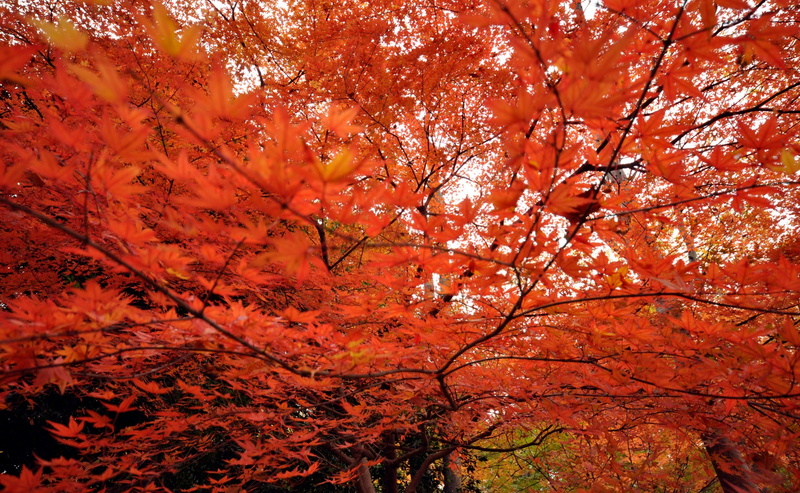 trees, Tokio, growth, outdoors, Leaf, nikon, Fall, maple leaf, japanese, low angle view, branch, orange color, plant, tree canopy, change, Leaves, Orange