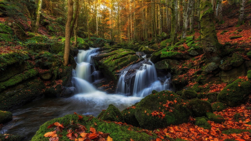 motion, scenics - nature, tree, autumn, trees, green, river, volon, adidas, leaves, environment, land, november, red, 4K, plant, forest, no people, france
