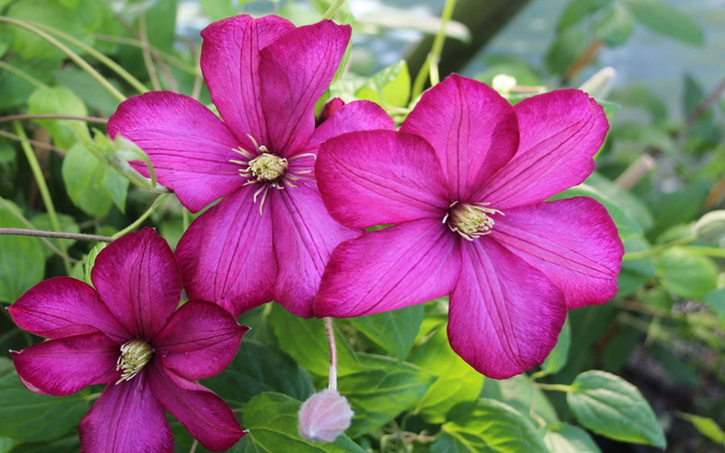 mobile, computer, hd, desktop, clematis, 1080P, flowers, de, phones, ville, lyon, purple, large