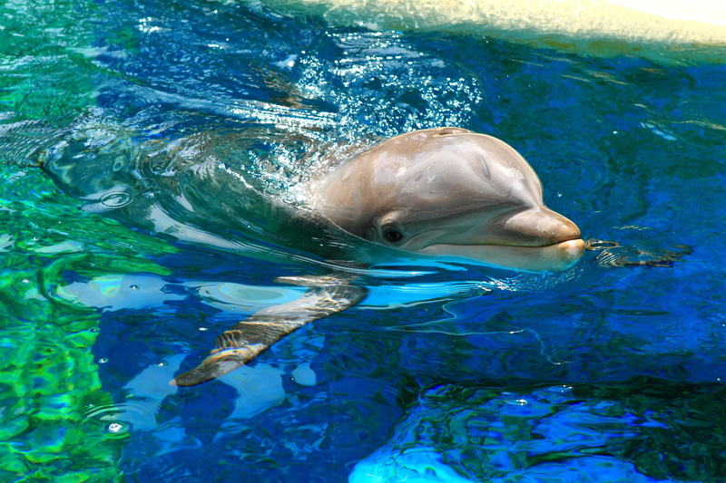 Yerevan Dolphinarium, Water, 4K, Armenia, pool, diving, blue, tourism, Dolphin, Waves