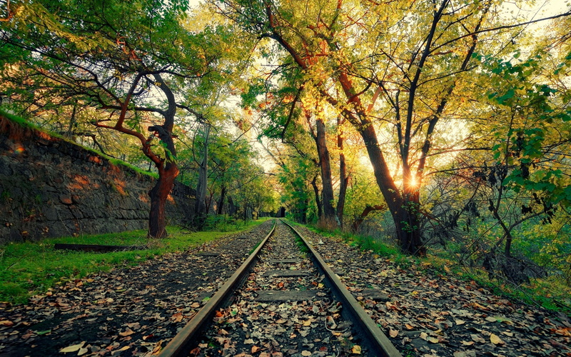 train, forest, growth, yerevan, armenia, tree, wallpa, no people, railroad track, land, rail, high, direction, track, nature, plant, diminishing perspective
