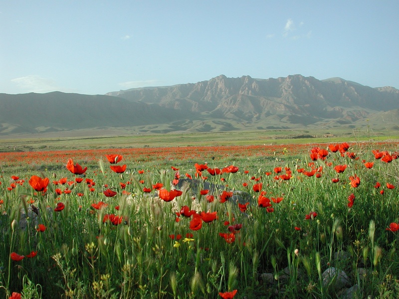 field, sky, daytime, red, growth, 1080P, outdoors, flowering plant, flower, poppy, tranquil scene, tranquility, land, turkey, orange, bloom, nature, blue