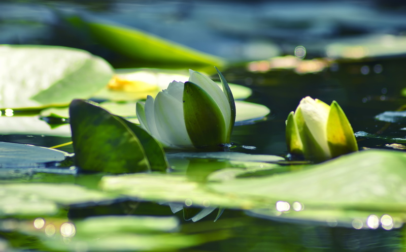 green color, growth, selective focus, leaves, plant, 5K, plant part, freshness, water, leaf, flower head, lake, water lily, floating on water, floating