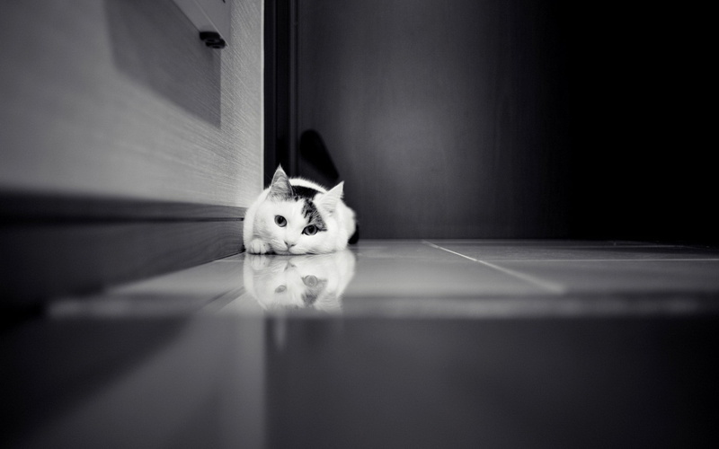 black and white, floor, 1080P, sprawl, cat, cute