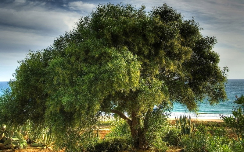 coast, tree, 720P, krone, summer, sprawling, branches