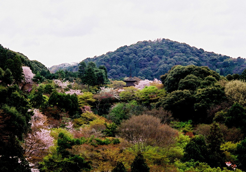 Landscape, Kiyomizu-Dera, Nature, Earth, Temple, Forest, Blossom, Japan, Kyoto, 1080P