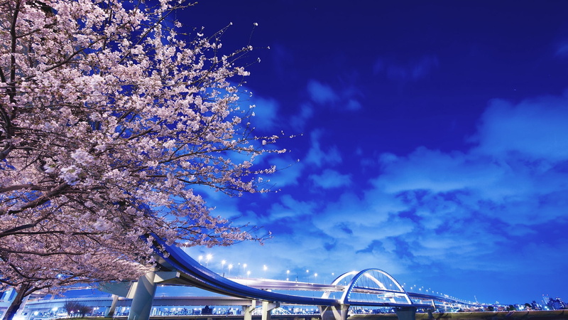 japan, outdoors, cherry blossom, city, pink, flowering plant, transportation, growth, cityscape, concrete, dusk, bridge, sky, backgrounds, low angle view