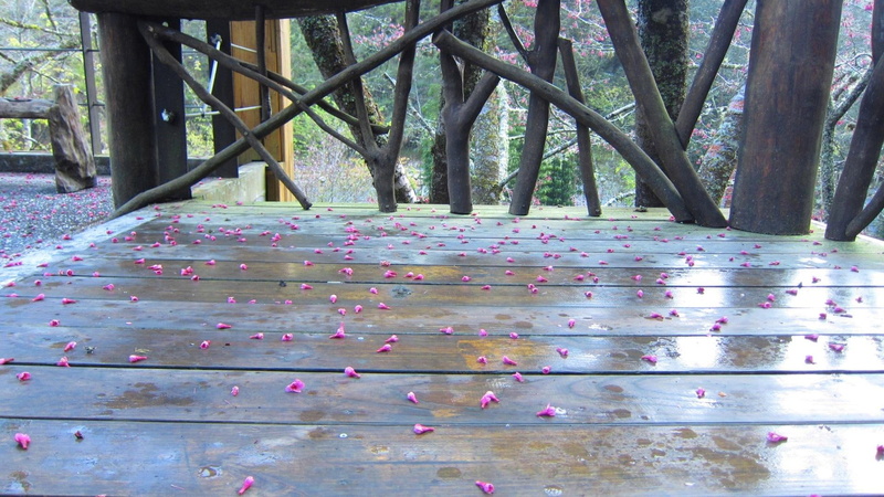 sakura, fallen, nature and landscapes, floor, 1080P, observation deck, flowers, fallen flowers, wood