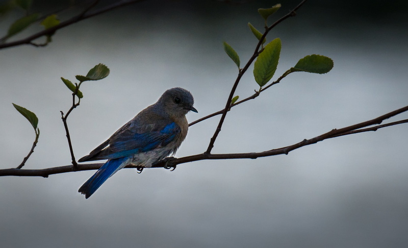 twig, nature, Northern Blue, beak, Outdoors, Los Gatos, tree, Blue Bird, blue, bird, small, Summer, animal, perching, Wildlife, Western Bluebird, California