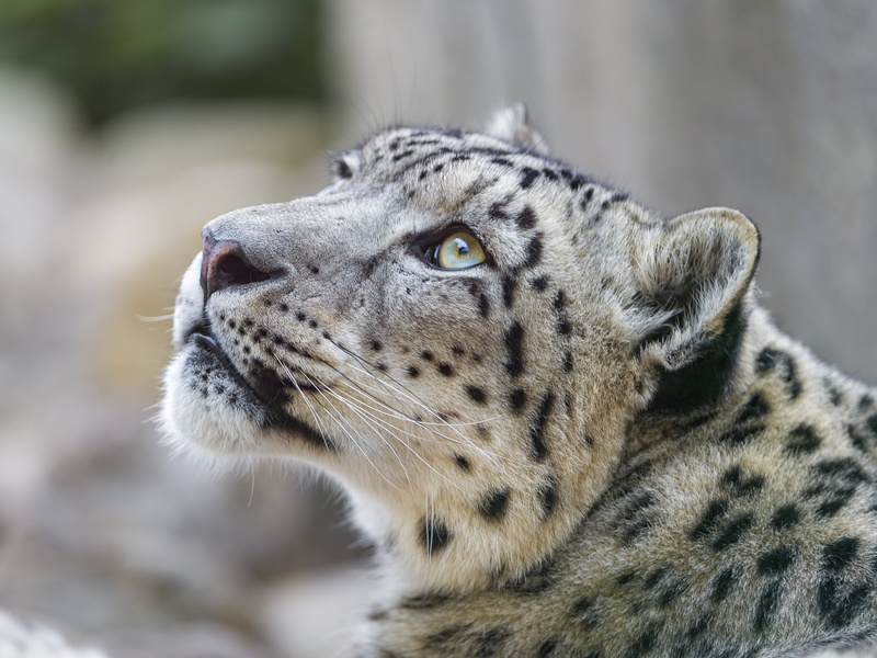 fluffy, wild  cat, leopard, nikon  d4, karlsruhe  zoo, carnivore, germany, beautiful, brown, undomesticated Cat, gray, wildlife, uncia, 4K, large, endangered Species