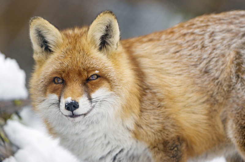 4K, snow, daytime, calm, canine, arth  goldau, red Fox, face, attentive, wildlife, portrait, nikon  d4, zoo, animal, brown, female, fox, vixen, nature