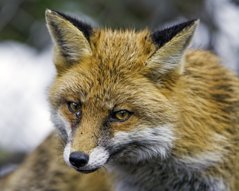 bern, johns, fuchs, photo, black fox, brown, face, 4K, nature, animals In The Wild, nikon  d4, close, switzerland, Portrait, canid, winter, kleine, black