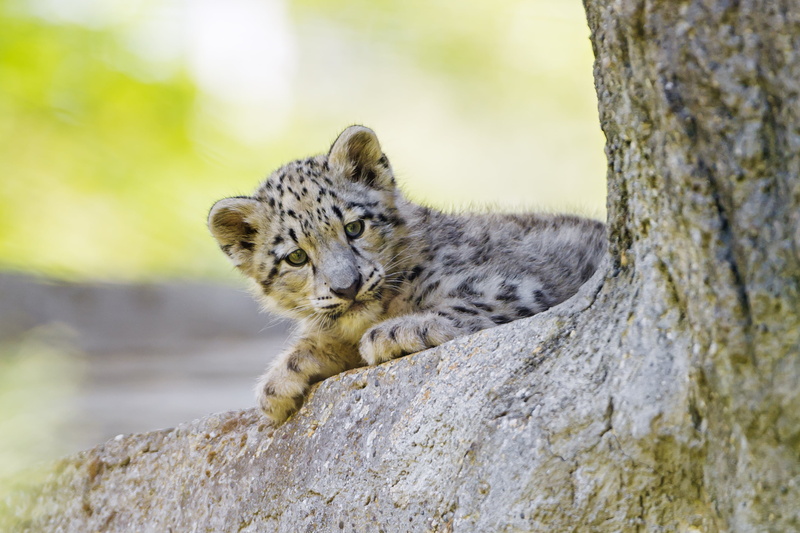 endangered Species, animal, snow leopard, wildlife, mammal, leopard, carnivore, focus, photography, animals In The Wild, animals Hunting, fur, nature, stone