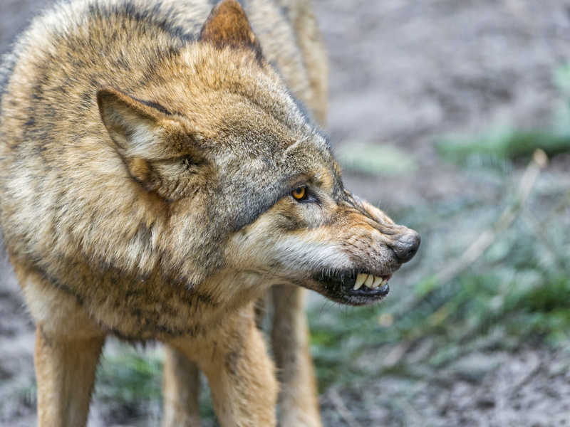 wildlife, profile, carnivore, animals In The Wild, zürich  zoo, 4K, face, close, close up photography, dog, nature, canine, animal, mongolian, Angry, pissed off